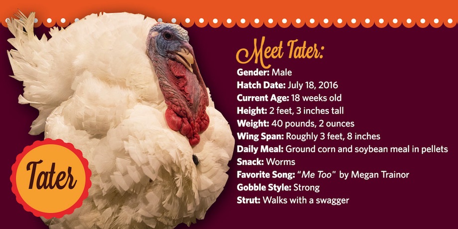 tater